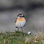 male Whinchat
