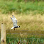 Whiskered Tern, North Uist