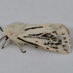 White Ermine of the from ab.godarti - Outer Hebrides Moths