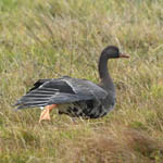 Greenland White-fronted Goose