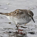 adult White-rumped Sandpiper, Outer Hebrides