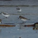 juvenile White-rumped Sandpiper, North Bay, South Uist