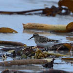 juvenile White-rumped Sandpiper, Ardivachar
