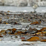 White-rumped Sandpiper, Stinky Bay