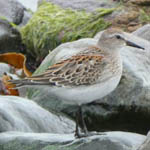 White-rumped Sandpiper, Stinky Bay