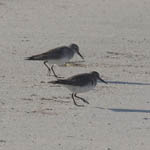 White-rumped Sandpipers, South Uist