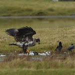 White-tailed Eagle, North Uist