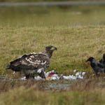 2nd winter White-tailed Eagle, Baleshare