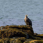 White-tailed Eagle, Berneray