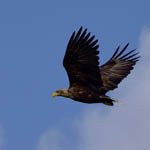 White-tailed Eagle, Outer Hebrides