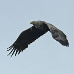 White-tailed Eagle Outer Hebrides bird sightings