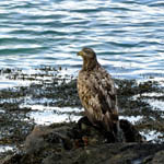 juvenile White-tailed Eagle, North Uist