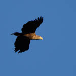 White-tailed Eagle, Benbecula