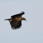 immature White-tailed Eagle, Uist