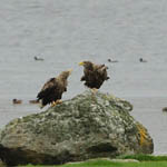 White-tailed Eagles, Outer Hebrides