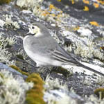 White Wagtail, South Uist