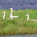 Whooper Swan family