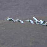 Whooper Swans with Mute Swan