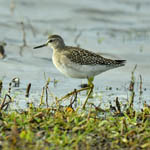 Wood Sandpiper