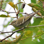 Yellow-browed Warbler - Outer Hebrides Birds