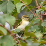 Yellow-browed Warbler, Outer Hebrides