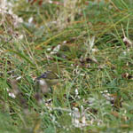 Yellow-browed Warbler, Baleshare