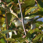 Yellow-browed Warbler, North Uist